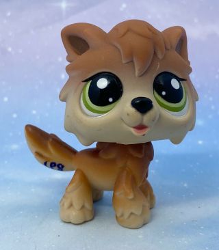 Littlest Pet Shop Authentic 2151 Brown Tan Timber Wolf Green Eyes