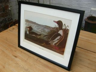 Vintage Audubon Print - Merganser Ducks 1950s MacMillan Framed ornithology birds 3