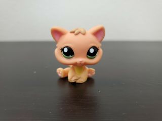 Littlest Pet Shop Baby Cat Kitten Orange Authentic Lps 1691