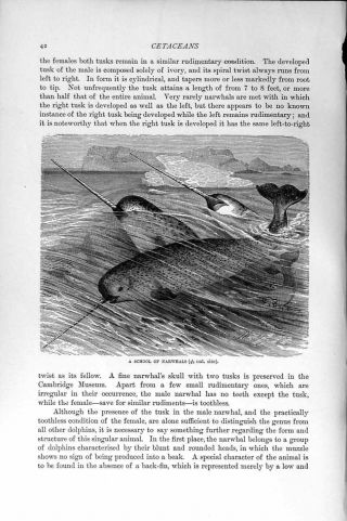 Old Antique Print Natural History 1894 - 95 School Narwhals Cetaceans
