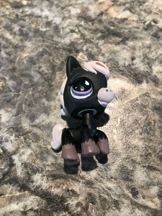 Littlest Pet Shop Authentic Lps 523 Black Gray Horse With Purple Eyes Hasbro