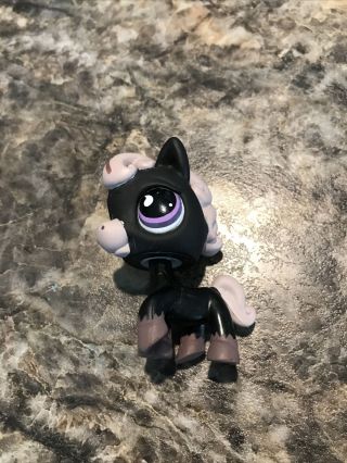 Littlest Pet Shop Authentic Lps 523 Black Gray Horse With Purple Eyes Hasbro 2