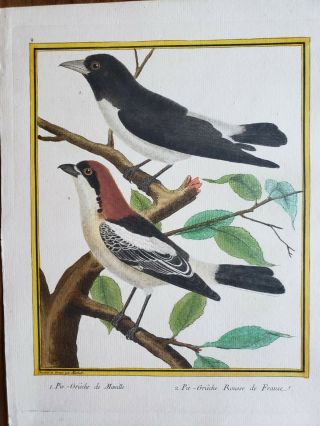 Martinet & Buffon Antique Hand Colored Birds Engraving Plate 9 Pie - Griêche