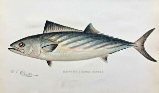 1900 Rare Antique Denton Fish Print Bonito Sarda Sardar Chromo L@@k