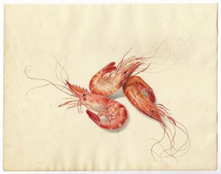 Antique Natural History Shrimp/prawns Watercolor Painting Marine Biology C.  1824