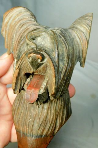 Antique Figural Black Forest Carved Wood Nutcracker Dog Biewer Terrier Bolonka