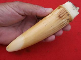 Antique Tooth ? Ideal For Scrimshaw Not Made Of Bone Or Resin 1 Day Listing
