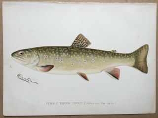 1900c Denton Female Brook Trout Fish Print,  Old,  Lithograph,  York Ny