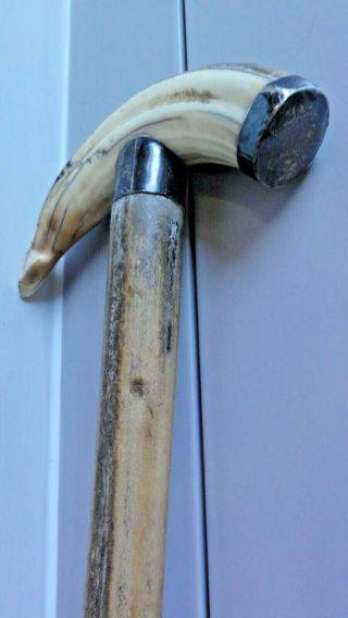 Vintage Boar Tusk Walking Stick With Silver Trim