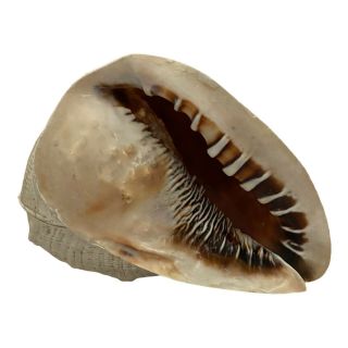 Huge Queen Helmet Conch Shell Antique Vintage Jumbo Large Ocean Beach Sand
