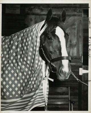 Undated Press Photo Vanderbilt Champion Race Horse Discovery In The Stables