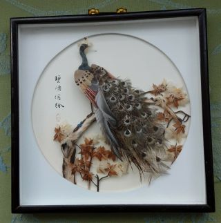 Peacock 3d Feather Picture Japanese Chinese Oriental Framed Signed Vintage