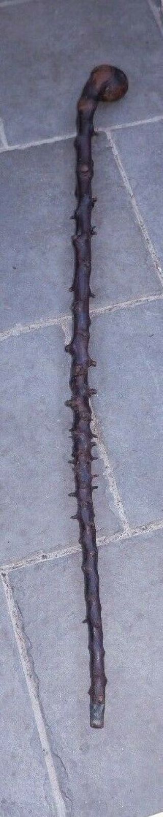 Antique Irish Heavy Blackthorn Shillelagh Walking Stick Cane