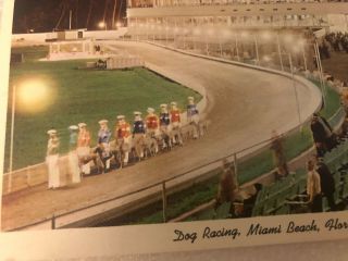 Miami Beach Kennel Club Greyhound Racing Postcard 2