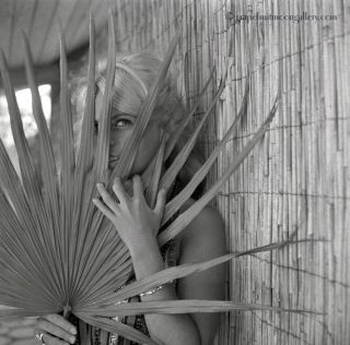 Bunny Yeager Pin - Up Negative Pretty Blonde Figure Model With Palm Fronds 1960 Nr