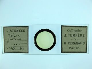 Antique Microscope Slide By J C Tempere / H.  Peragallo.  Diatoms From Mors,  Jut
