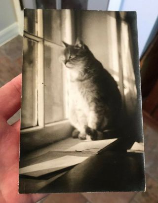 Antique Vintage Rppc Postcard Cat Peering From Window Artistic Photo