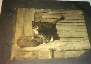 Rare Antique Victorian American Pet Cat Animal Outdoor Small Cabinet Photo Us