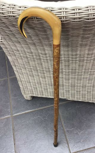 Stunning Vintage 85cm Walking Stick Antler Horn Handle Polished Hazel Wood Shaft