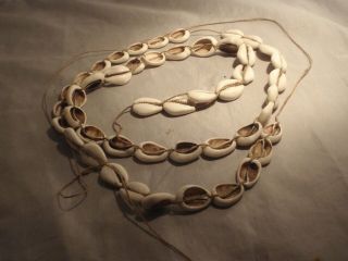 Antique 1900 West African Cowrie Shell Necklace Proto Money Payment