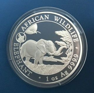 2019 1 Oz Somalia Silver Elephant Coin with Pig Privy Mark - African Wildlife 2