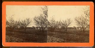 Stereoview Photograph Civil War Battle Of Gettysburg Peach Orchard Round Top