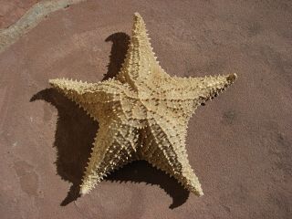 Vtg Starfish Dried Specimen Large Nautical Decor 13 "