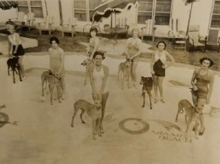 1940s Vtg Photo 7 Pretty Girls Swimsuits Greyhounds Dog Racing Miami Kennel Club
