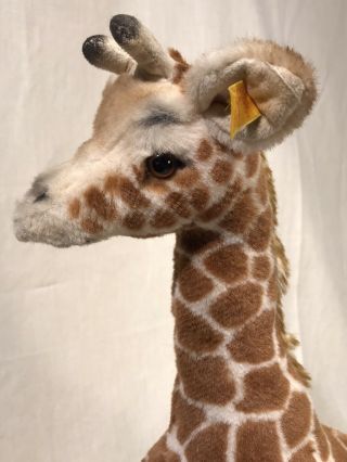 Rare Vintage Large Steiff Giraffe 20 " Tall W Ear Tag Collectible Cond.