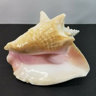 Vintage Large Natural Pink Queen Conch Sea Shell Seashell Beach Decor 9 " 4 Lbs