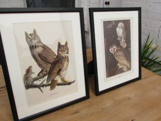 Vintage Audubon Prints - Owls 1950s MacMillan ornithology birds 2