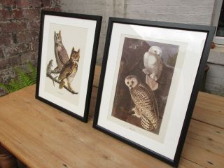 Vintage Audubon Prints - Owls 1950s MacMillan ornithology birds 3