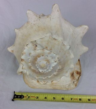 Vtg.  Giant HORNED QUEEN HELMET CONCH SEA SHELLNatural Seashell Decor 3
