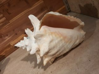 Vintage Extra Large Natural Queen Conch Sea Shell Seashell 10 " × 8 " Beauty Nr