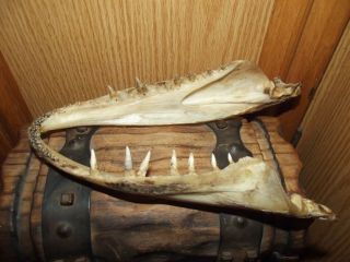 Vintage Pike Fish Jaws Bone Taxidermy