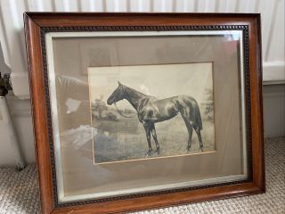 Early Antique Framed And Glazed Photograph Of A Horse Equestrian