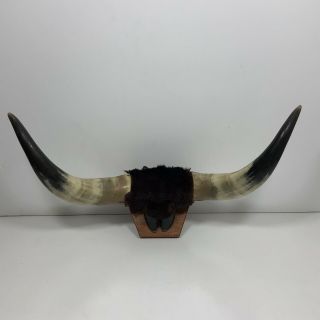 Vintage Mounted Bull Steer Horns And Hoof 21.  5 " Tip To Tip