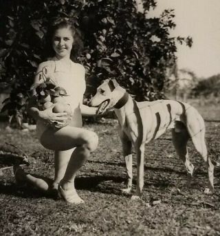 1940s Vtg Photo Pretty Girl W Oranges Greyhound Dog Florida Racing Kennel Club