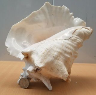 Large King Queen Sea Shell Horned Conch Seashell 9.  5 X 8.  5 X 7 Vintage Ocean